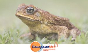 Бородавка под прицелом Бородавка под прицелом
