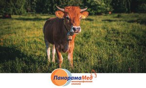 Употребление мяса приводит к почечной недостаточности Употребление мяса приводит к почечной недостаточности
