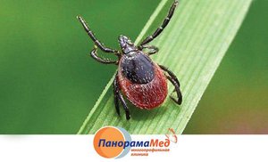 В Ленобласти активизировались клещи В Ленобласти активизировались клещи