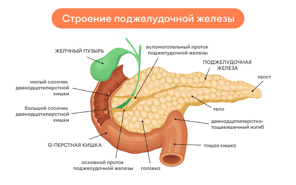 Какие болезни покажет узи поджелудочной