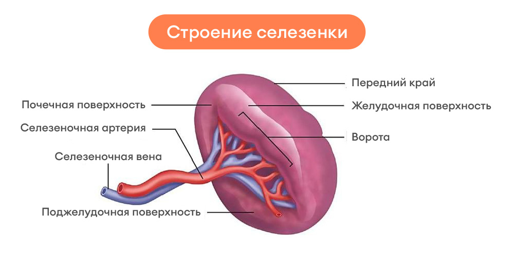 Цвет селезенки