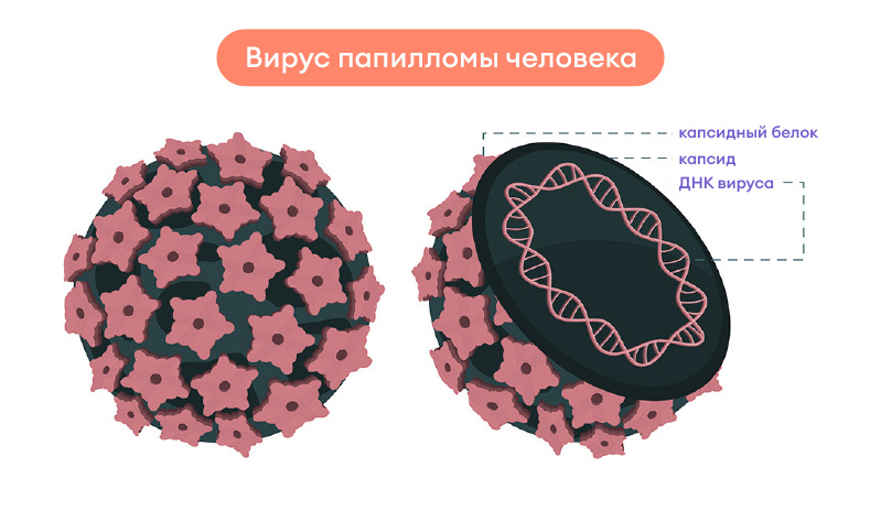 Почему появляются папилломы