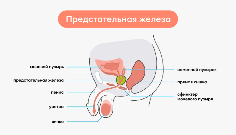 Узи предстательной железы (трузи)